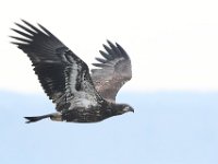 02 Juvenile Bald Eagle in Flight