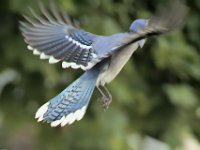 20 Blue Jay in Flight