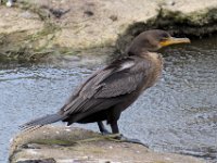 22 Double-crested Cormorant