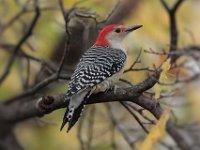 27 Red-Bellied Woodpecker
